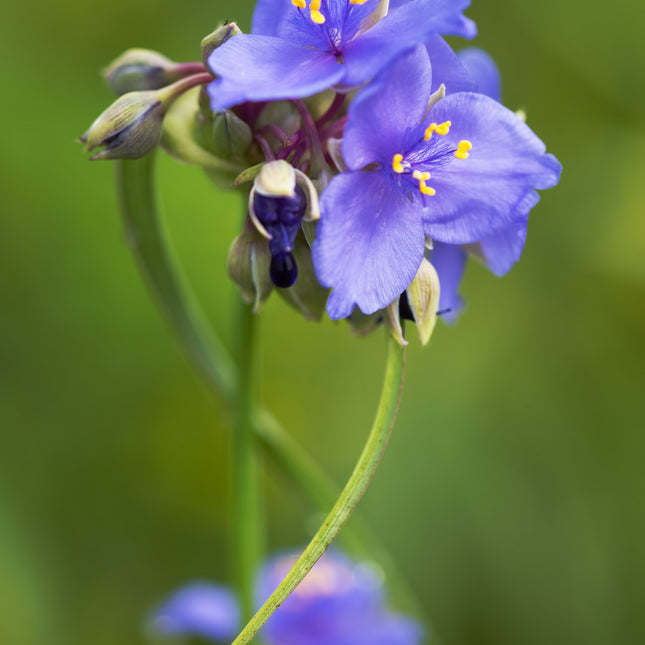 Spiderwort with Dew Drop