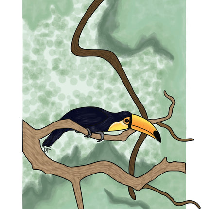 Toucan