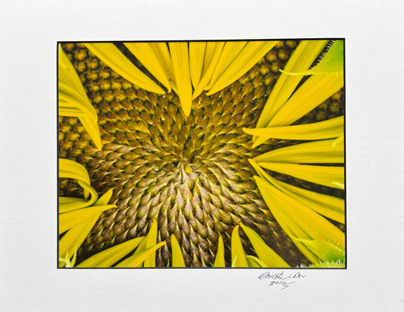 Matted Sunflower